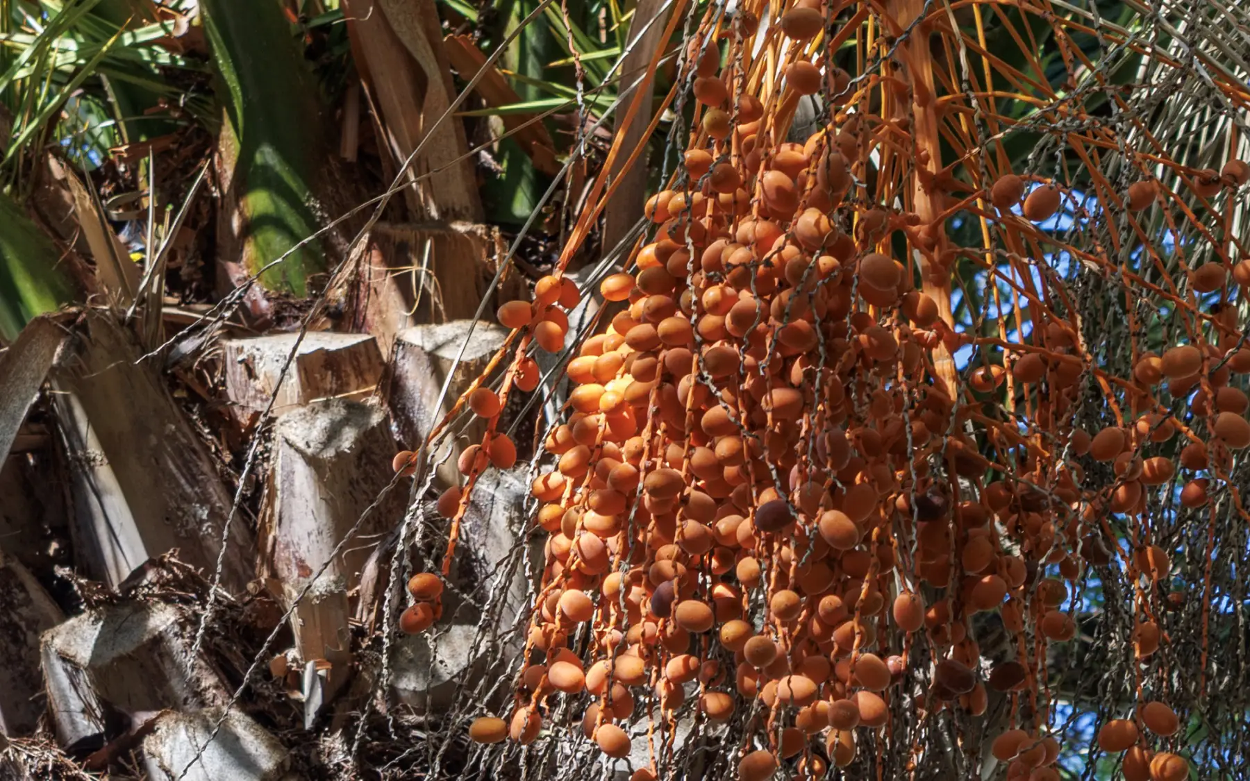 Grappes de dattes mûres sur le palmier